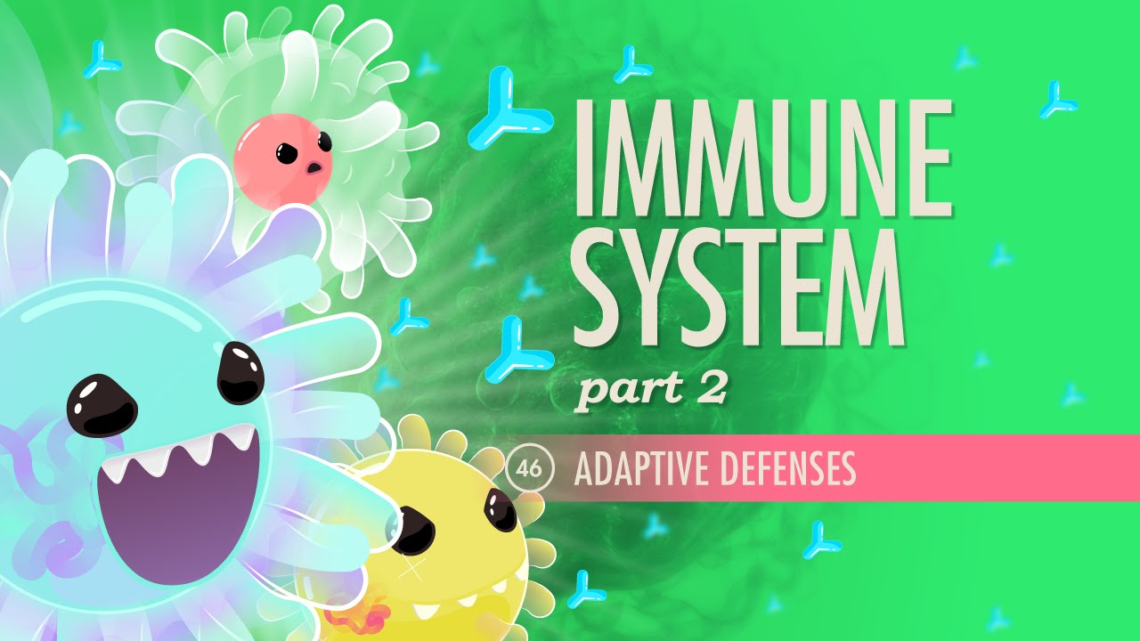 Immune System, Part 2: Crash Course A&P #46 Thumbnail