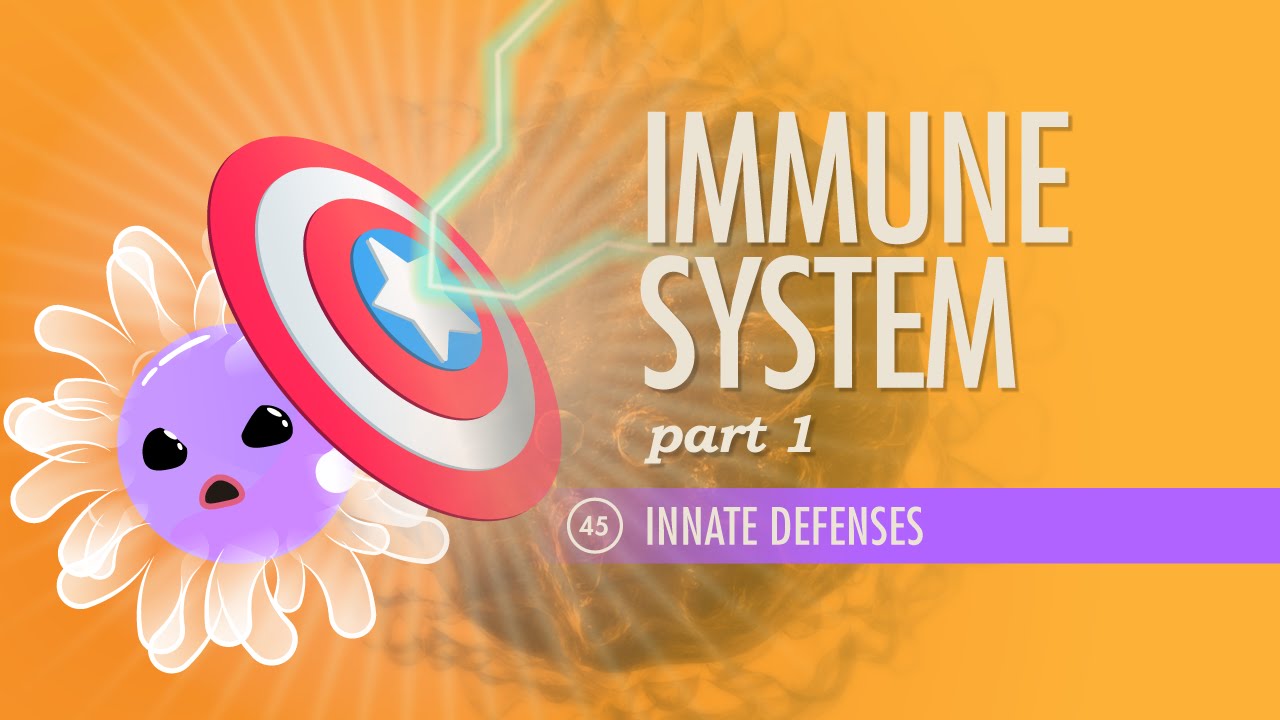 Immune System, part 1: Crash Course A&P #45 Thumbnail