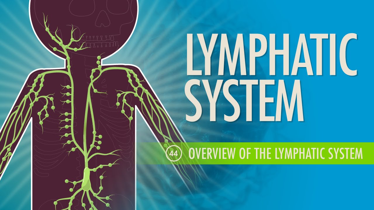 Lymphatic System: Crash Course A&P #44 Thumbnail