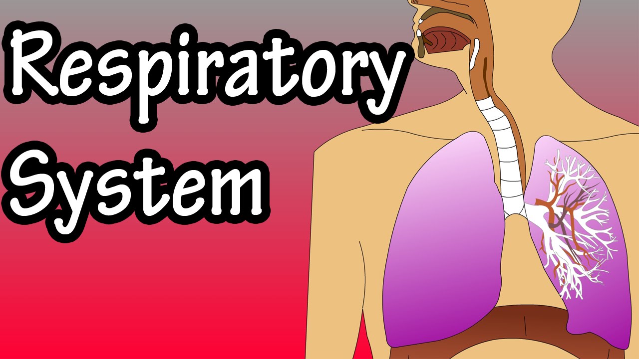 Respiratory System - How The Respiratory System Works Thumbnail