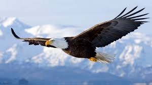 Eagle View April 1, 2020 Thumbnail