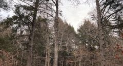 IMG_8319 Thumbnail