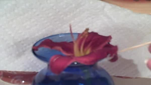 Parts of a Flower Thumbnail