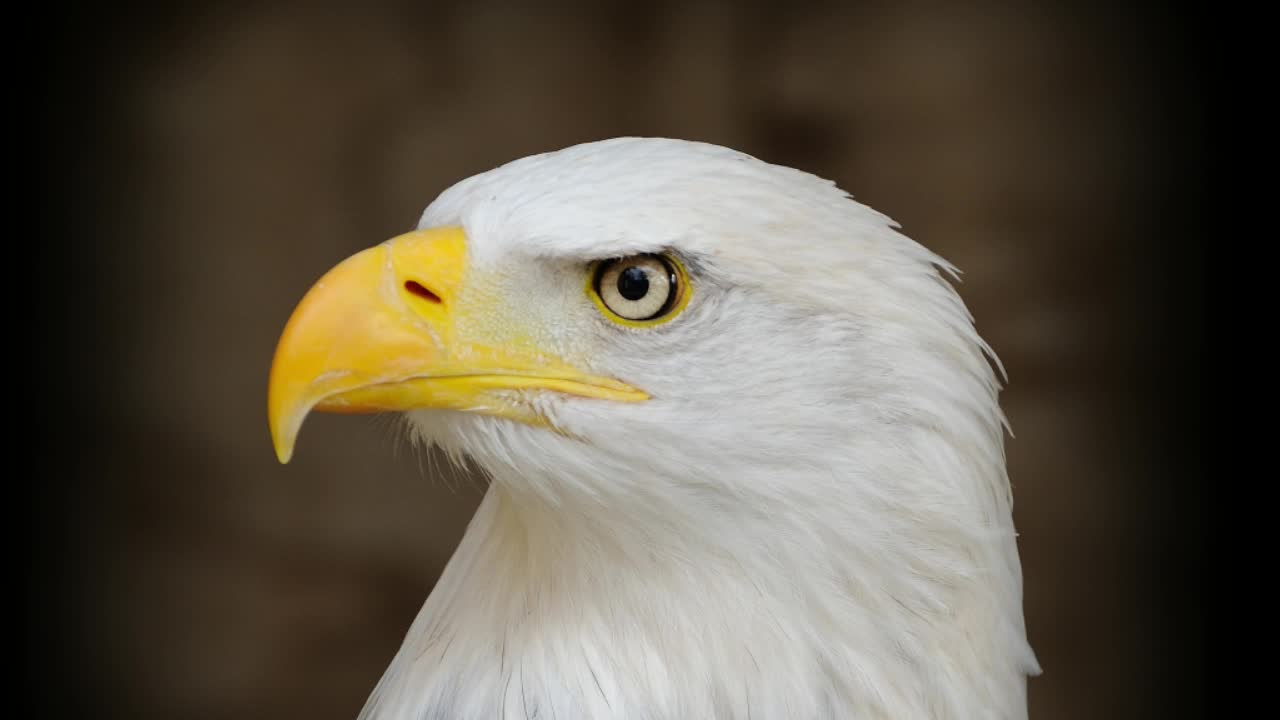 Eagle Ridge Middle School | Live Stream - June 3, 2026, 9:09 am Thumbnail